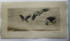 Gravure Léon Danchin Vanneaux