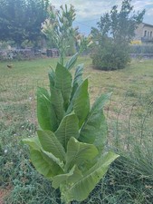5000 graines de tabac blond de