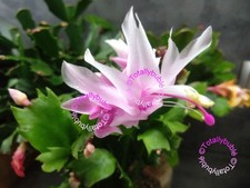 Bouture Cutting  Schlumbergera