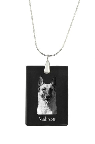 Malinois berger belge - berger,