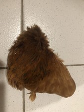 Plume Cou de coq Poule  ROUX  décoration plume Streamer Leurre Mouche