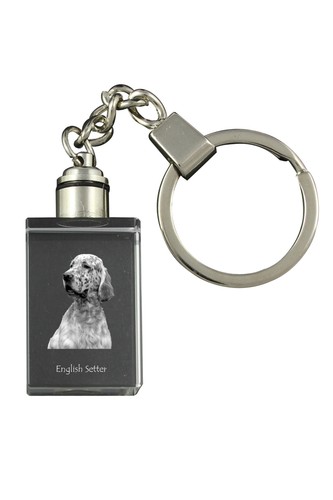 English setter anglais - english,