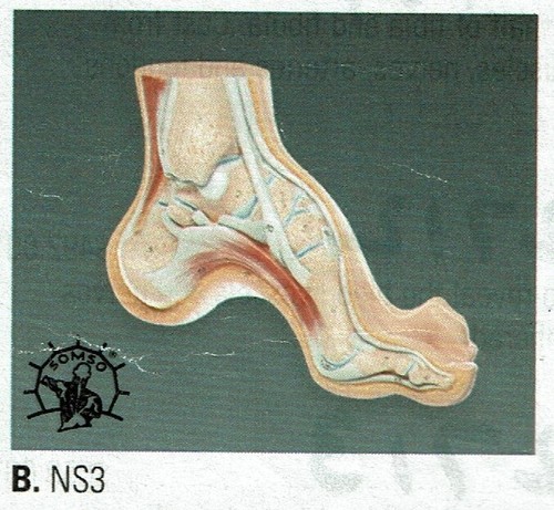 Arched foot anatomical - foot,