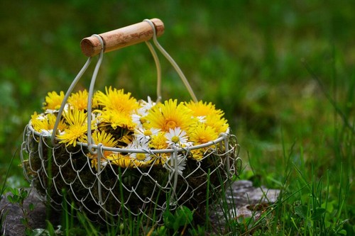 Graines pissenlit fleur - graines,