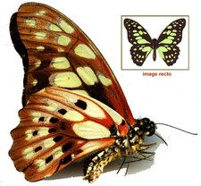 Papilionidae – GRAPHIUM