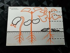 ancien croquis de sciences:le haricot n 21/le blé n 22 .edition rossignol.36/52