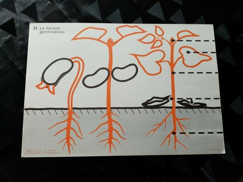 Ancien croquis sciences le - ancien, sciences:le