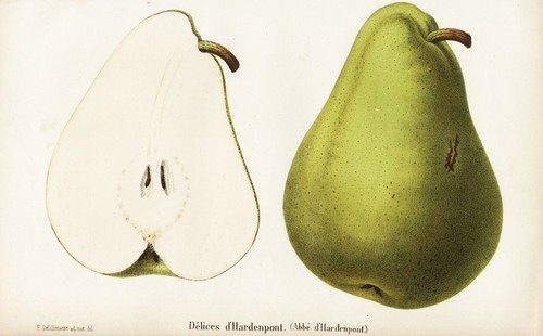 Délices hardenpont poire - délices,
