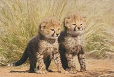 LEOPARD Animaux Vintage Carte