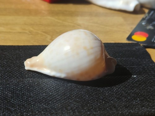 Rare cypraea capricornica