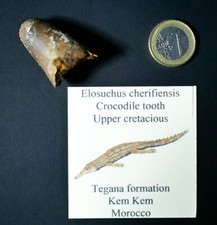 Dent crocodile Fossile Elosuchus cherifiensis, reptile, Kem Kem