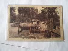 cpa en limousin vache a
