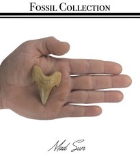 2 INCH OTODUS TOOTH REAL SHARK