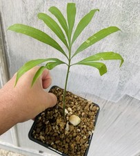 Cycas debaoensis - cycas,