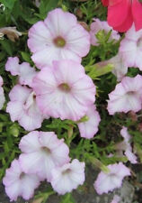 ♫ SURFINIA Pétunia 'Rose