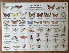 AFFICHE SCOLAIRE MDI - INSECTES UTILES ET NUISIBLES - 1974 - 91 X 125 CM