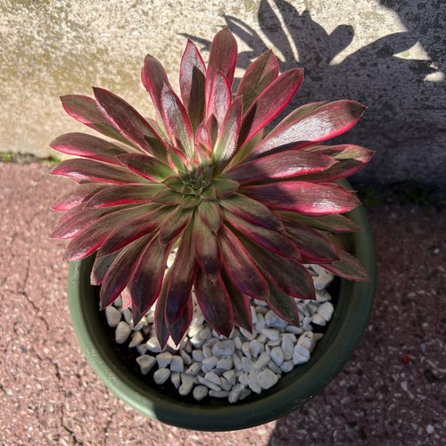 Aeonium peacock une - 🌺aeonium, .