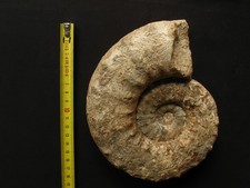Ammonite de l'Oxfordien 