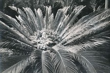 ÎLE DE CORFOU c. 1935 -