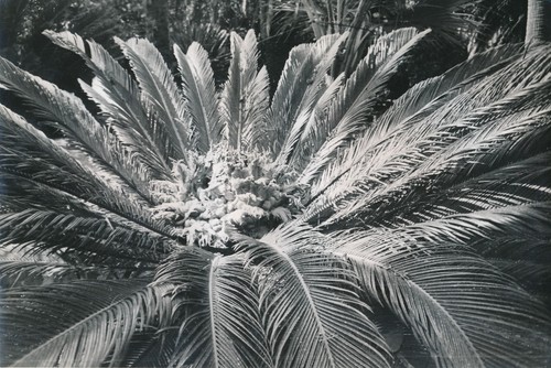 île corfou 1935 - de,