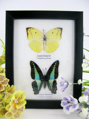Vrais beaux papillons - beaux,