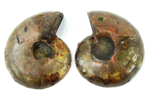109 ammonite naturelle - 109.75,