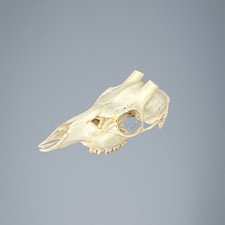 536SKU Crane de chevreuil