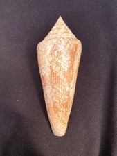 Conus Gloriamaris | Coquillage