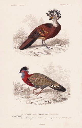 Crax rubra tragopan - crax,
