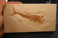 Poisson fossile Hakelia