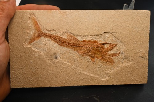 Poisson fossile hakelia - poisson,