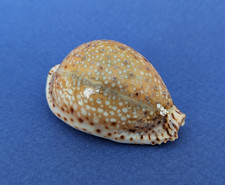 Cypraea Lamarckii 44,6 mm