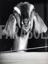 Photo de presse vintage