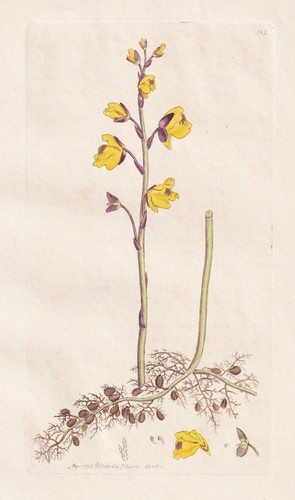 Utricularia vulgaris plante - vulgaris,