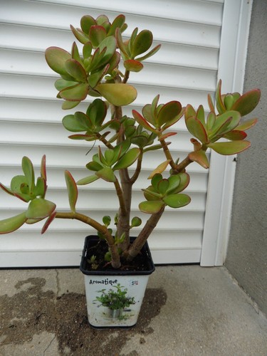 Crassula ovata arbre - arbre, de