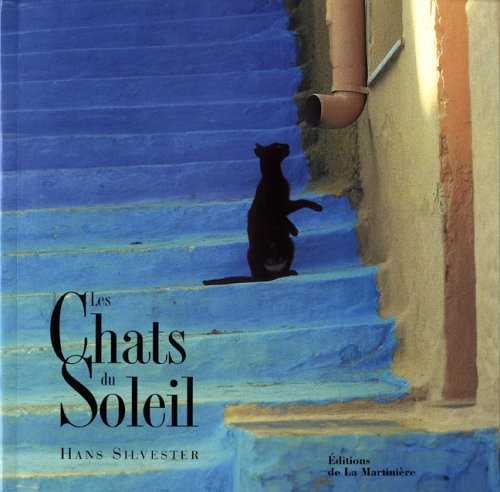 Les chats soleil - chats,