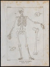 1825 - Squelette humain -