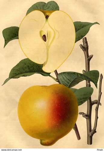 Revue horticole décoration - revue,