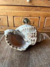 Coquillage Triton Charonia, Gastéropode 26 Cm