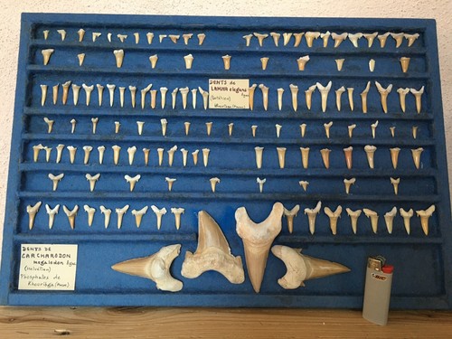 Dents requins fossiles - dents,