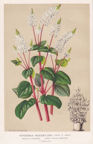 Peperomia resedaeflora grenade - peperomia,