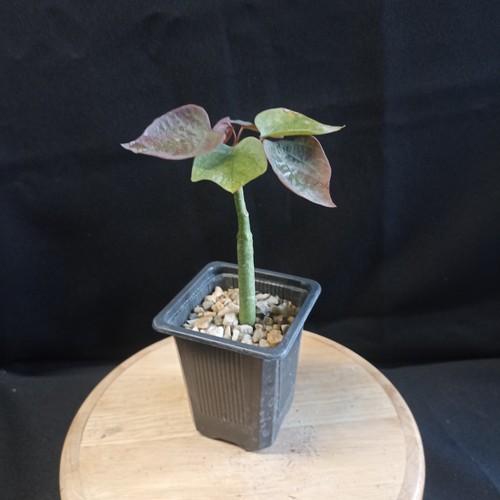Adenia stylosa caudex - adenia,