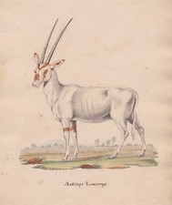 1800 Oryx Antilope Original