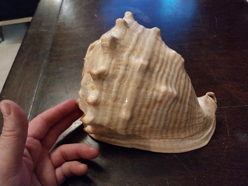 Coquillage ancien casque cornu - casque,