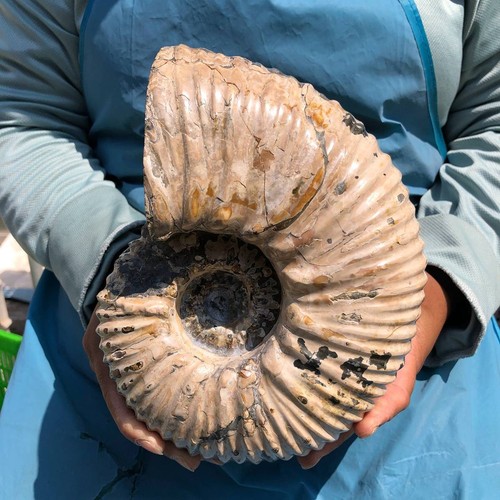 28lb natural ribbed ammonite - natural,