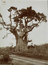 AFRIQUE  CONGO Circa 1930