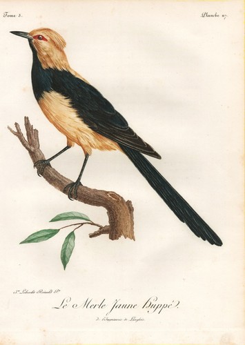 Blackbird amsel africa - blackbird,