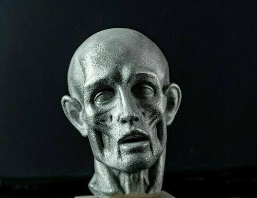 Head bust houdon - bust, "ecorche"
