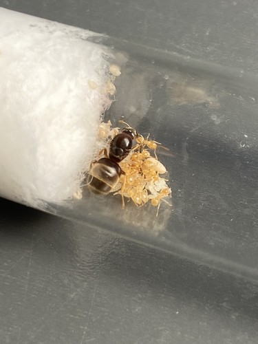Fourmis lasius flavus - lasius, :