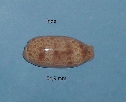 Cyprae argus - ,